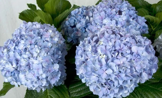 Big Daddy Hydrangea