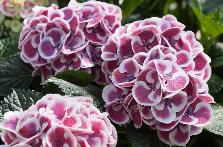 Hydrangea Macrophylla ‘Cityline Mars’