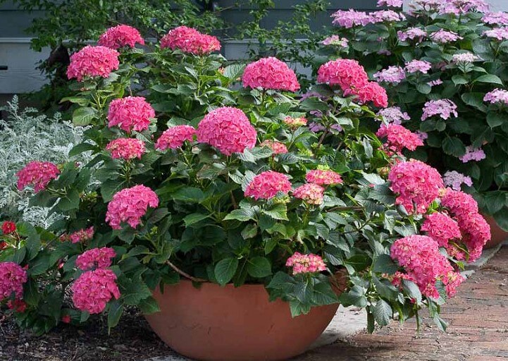 hydrangea macrophylla cityline paris