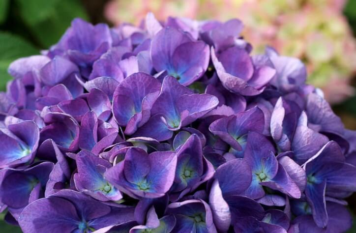 Hydrangea Macrophylla ‘Cityline Rio’