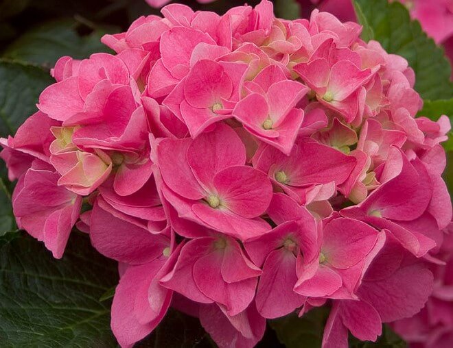 Hydrangea Macrophylla ‘Cityline Vienna’