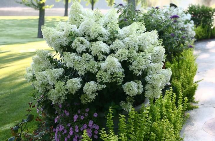 Hydrangea Paniculata ‘Bobo’