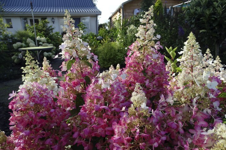 Hydrangea Paniculata ‘Candelabra’