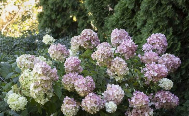 Hydrangea Paniculata ‘Candy Apple’