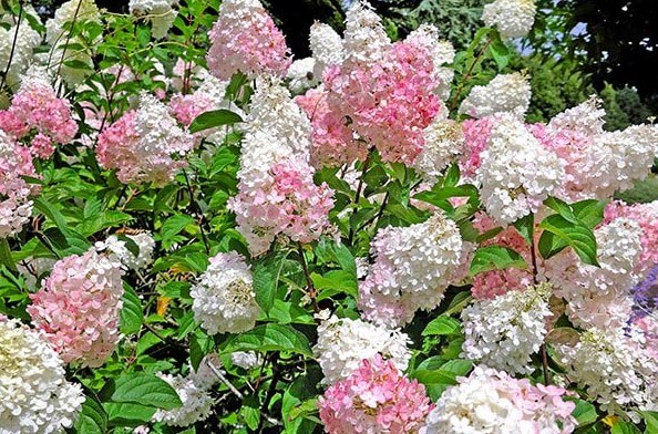 Hydrangea Paniculata 'Grandiflora' or Pee Gee Hydrangea