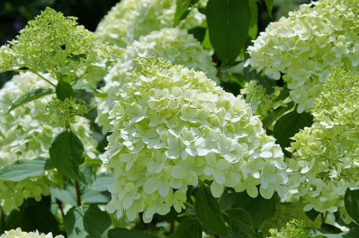 Hydrangea Paniculata ‘Limelight’