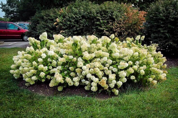 Hydrangea Paniculata ‘Little lamb’