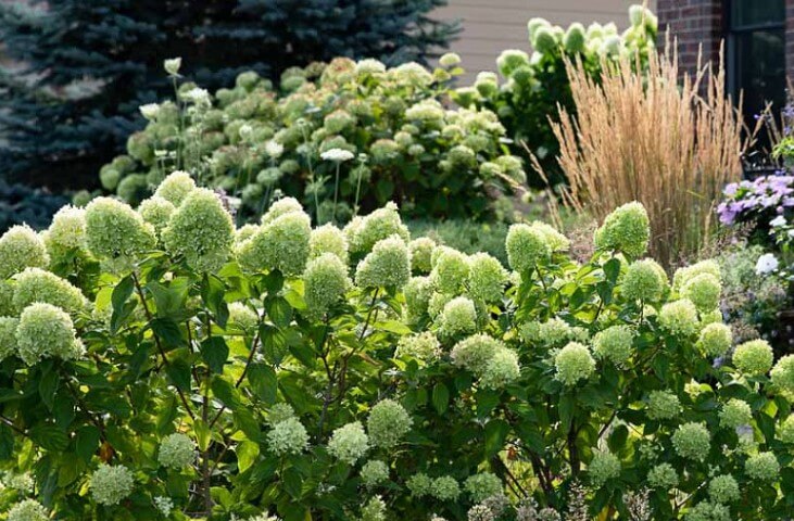 Hydrangea Paniculata ‘Little lime’