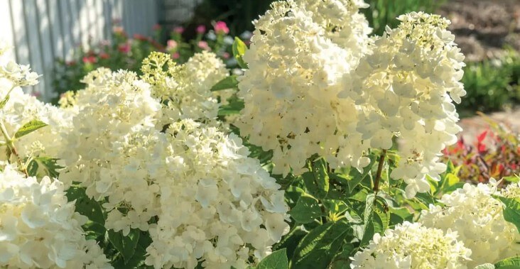 Hydrangea Paniculata ‘Moon Dance’