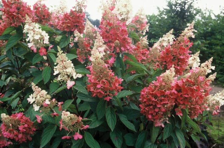 Hydrangea Paniculata ‘Pinky Winky’