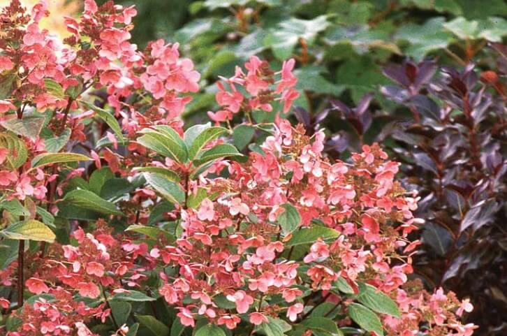 Hydrangea Paniculata ‘Quick Fire’