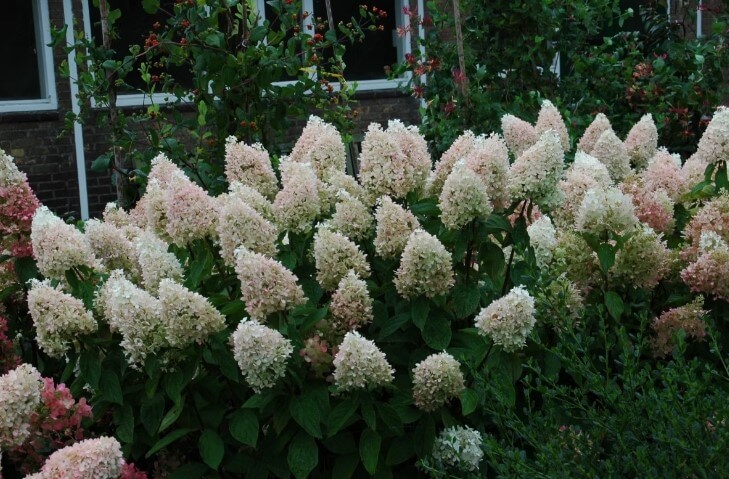 Hydrangea Paniculata 'Sweet Summer'