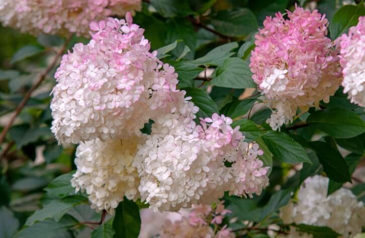 Hydrangea Paniculata ‘Vanilla Strawberry’