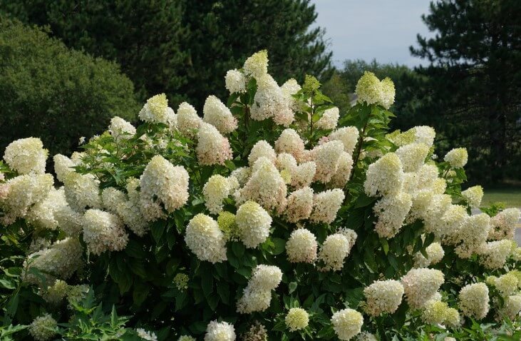 Hydrangea Paniculata 'Zinfin Doll'