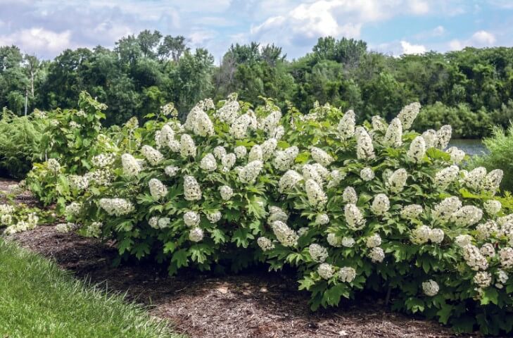 Hydrangea Quercifolia ‘Gatsby Gal’