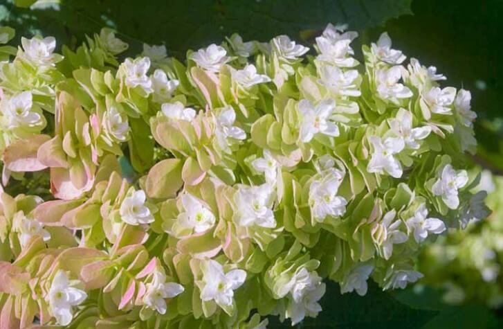 Hydrangea Quercifolia 'Snow Flake'