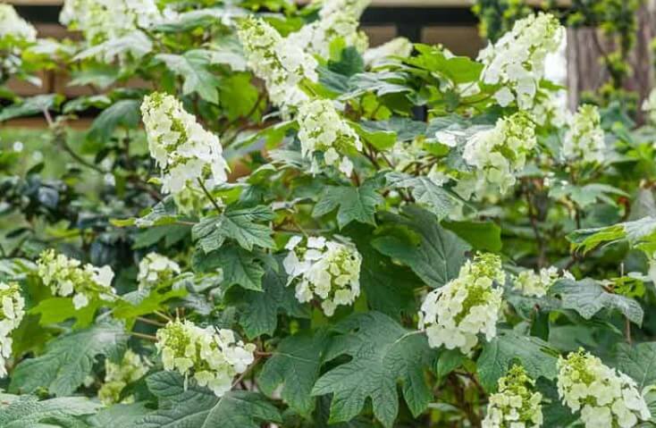 Hydrangea Quercifolia 'Snow Queen'