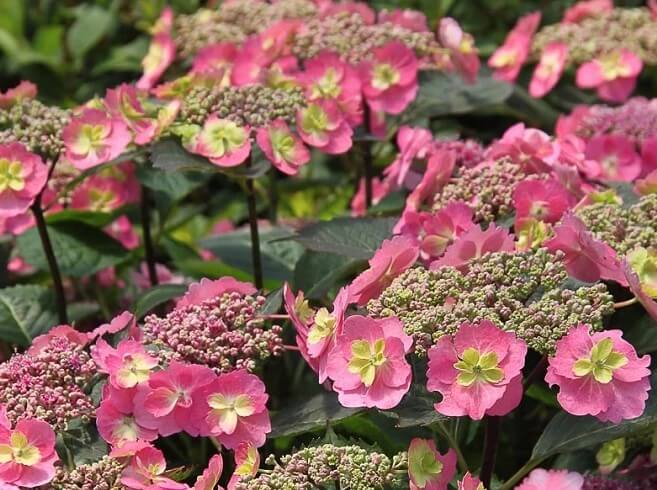 Hydrangea Serrata 'Tiny Tuff Stuff'