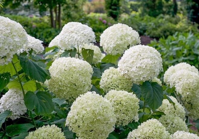 Incrediball Hydrangea