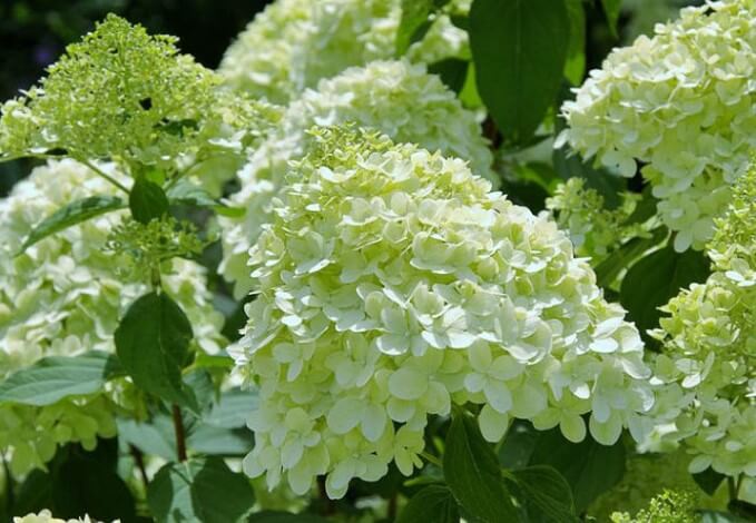 Limelight Hydrangea