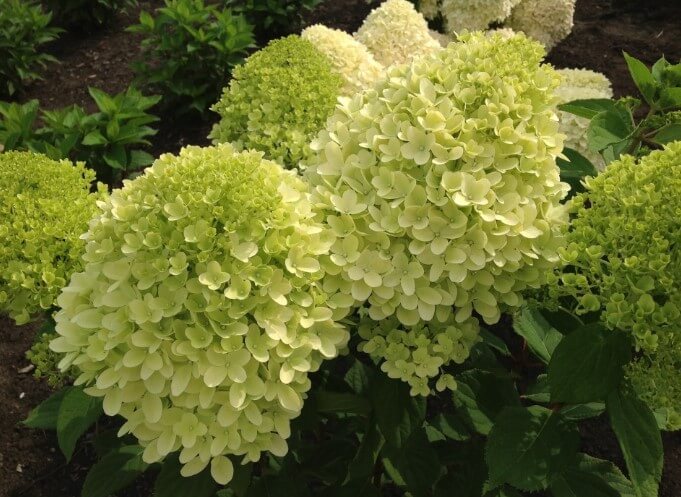 Moonrock Hydrangea