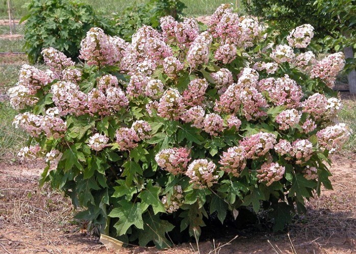 Munchkin Hydrangea