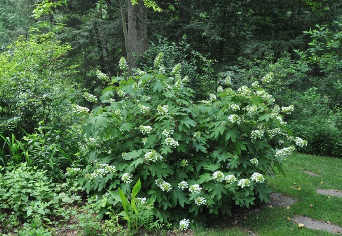 Pee Wee Hydrangea