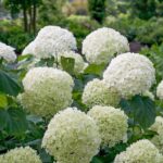 Types of Hydrangeas For Shades