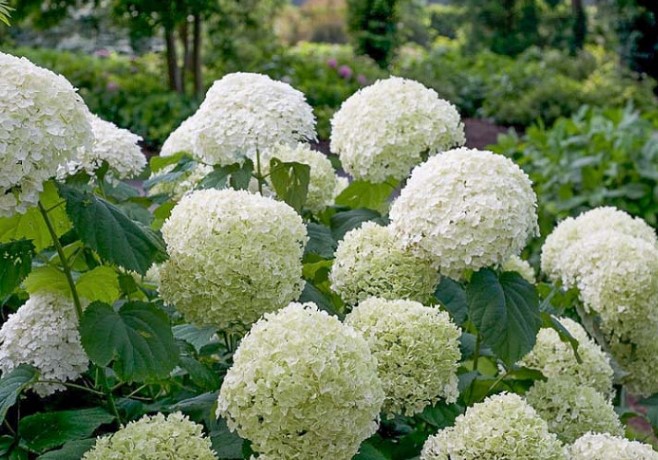 Types of Hydrangeas For Shades