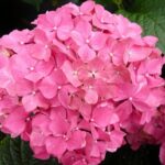 Types of Hydrangeas For Sun