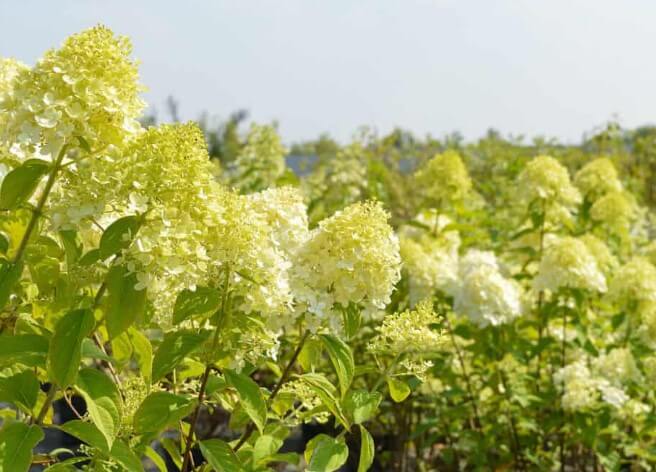 White Wedding Hydrangea